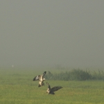 De Buizerd De Buizerd