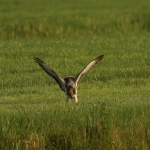De Buizerd De Buizerd