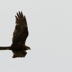 De Buizerd De Buizerd