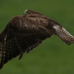 De Buizerd De Buizerd