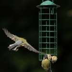 Vogels Vogels