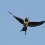 Vogels Vogels