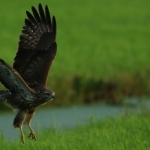 De Buizerd De Buizerd