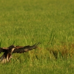 De Buizerd De Buizerd