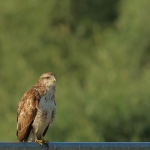 De Buizerd De Buizerd