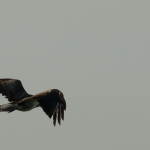 De Buizerd De Buizerd