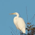 Reigers Reigers