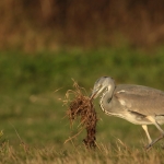 Reigers Reigers