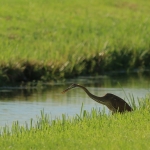 Reigers Reigers