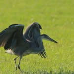 Reigers Reigers
