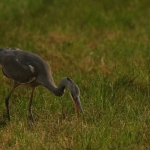 Reigers Reigers