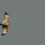 De Buizerd De Buizerd