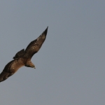 De Buizerd De Buizerd