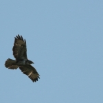 De Buizerd De Buizerd