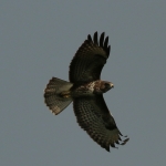 De Buizerd De Buizerd