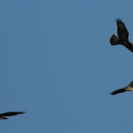De Buizerd De Buizerd