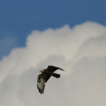 De Buizerd De Buizerd