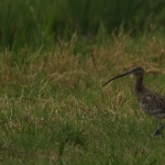 Vogels Vogels