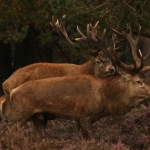 Edelhert Edelhert