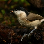 Vogels Vogels