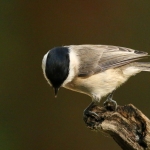 Vogels Vogels