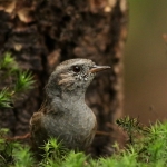 Vogels Vogels