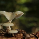 De Veluwe De Veluwe