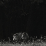 De Veluwe De Veluwe
