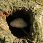 De Veluwe De Veluwe