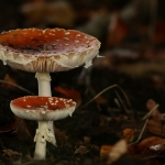De Veluwe De Veluwe
