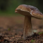 De Veluwe De Veluwe