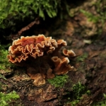 De Veluwe De Veluwe