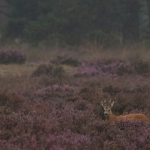 De Veluwe De Veluwe