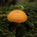 De Veluwe De Veluwe