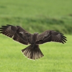De Buizerd De Buizerd