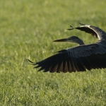 Reigers Reigers