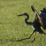 Reigers Reigers