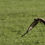 De Buizerd De Buizerd