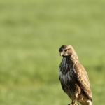 De Buizerd De Buizerd