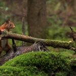 De Veluwe De Veluwe