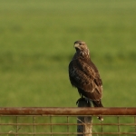 De Buizerd De Buizerd