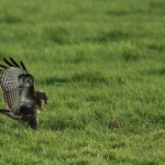 De Buizerd De Buizerd