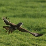 De Buizerd De Buizerd