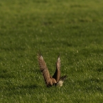 De Buizerd De Buizerd