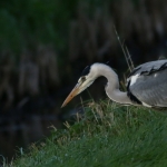 Reigers Reigers