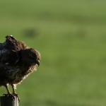 De Buizerd De Buizerd
