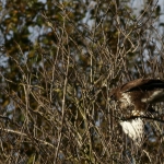 De Buizerd De Buizerd