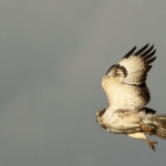 De Buizerd De Buizerd