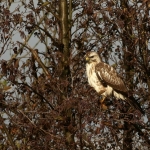 De Buizerd De Buizerd