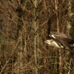 De Buizerd De Buizerd